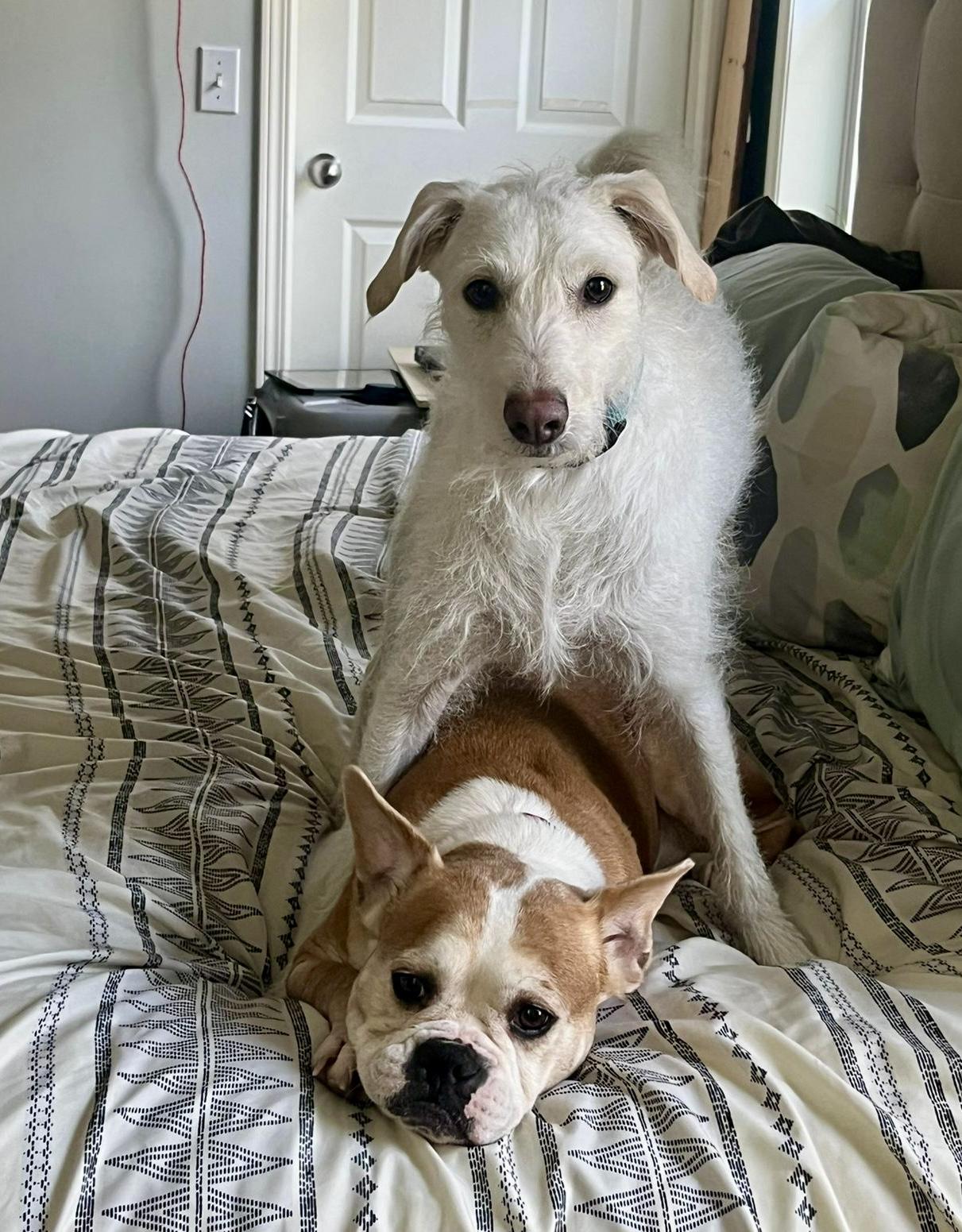 Enlarge Lacey, a Adoptable mixed breed in Calgary, AB image 1/4