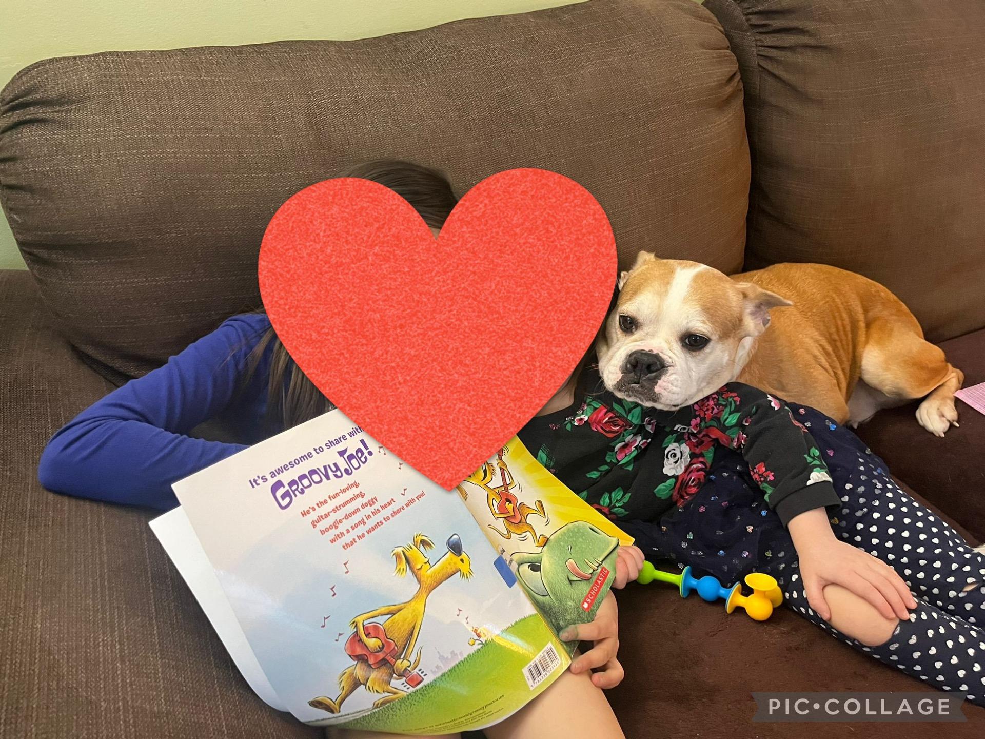 Enlarge Lacey, a Adoptable mixed breed in Calgary, AB image 3/4