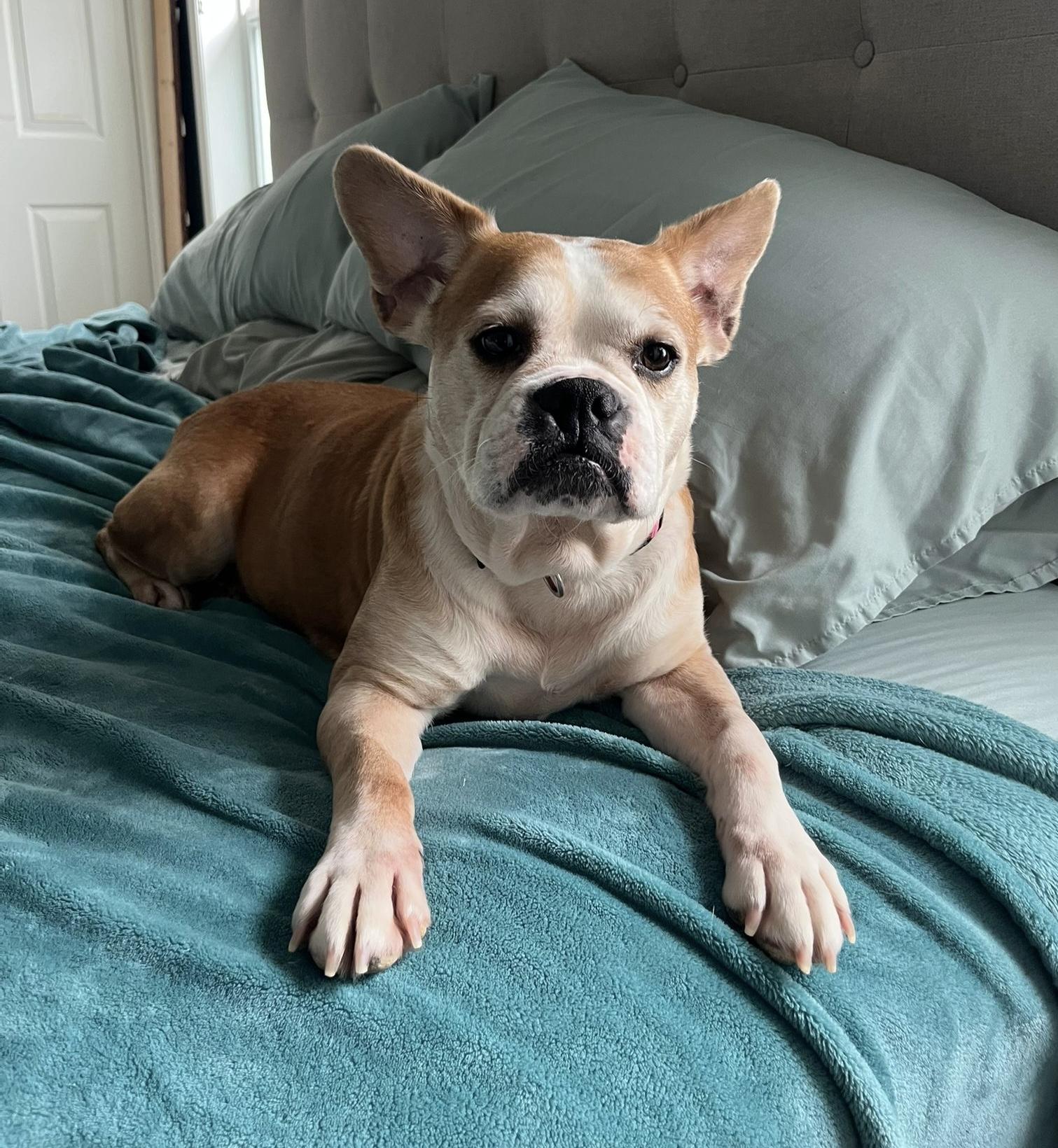 Enlarge Lacey, a Adoptable mixed breed in Calgary, AB image 4/4