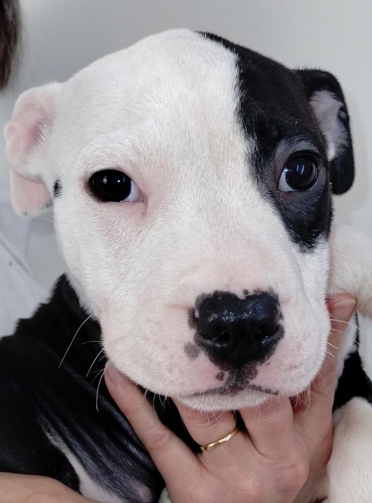 Mora Lily, ADOPTABLE, Puppy Female American Staffordshire Terrier & Boxer.