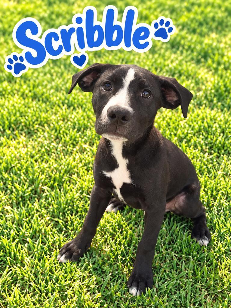 Enlarge Scribble, a Adoptable mixed breed in Livingston, LA image 1/2