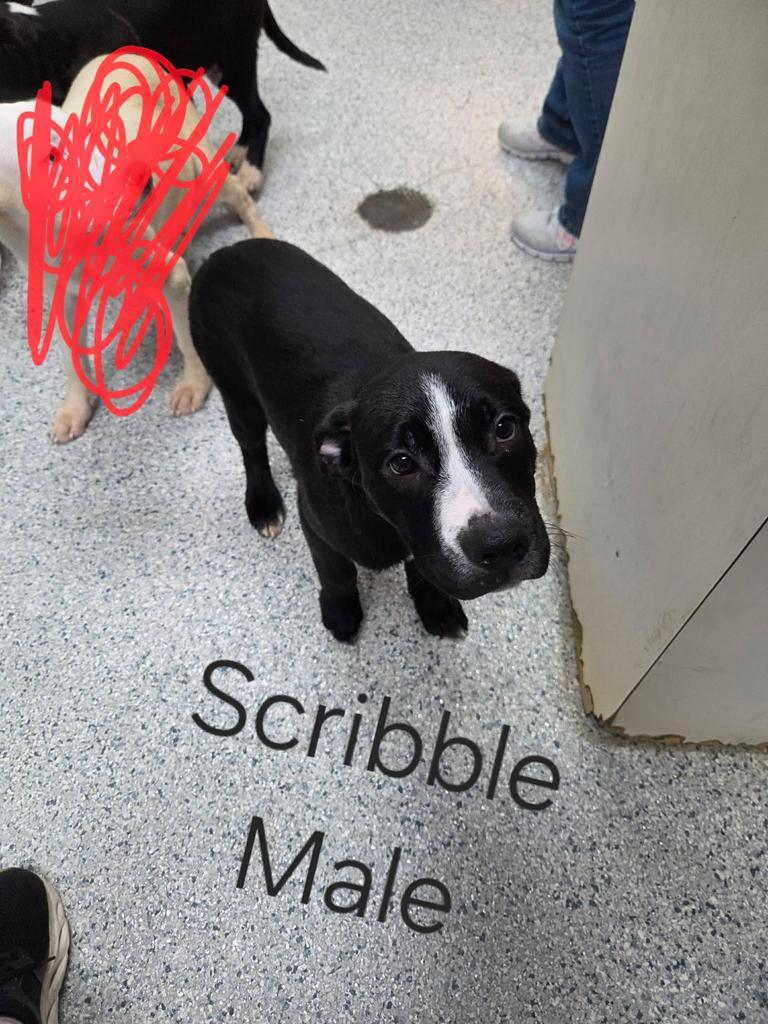 Enlarge Scribble, a Adoptable mixed breed in Livingston, LA image 2/2