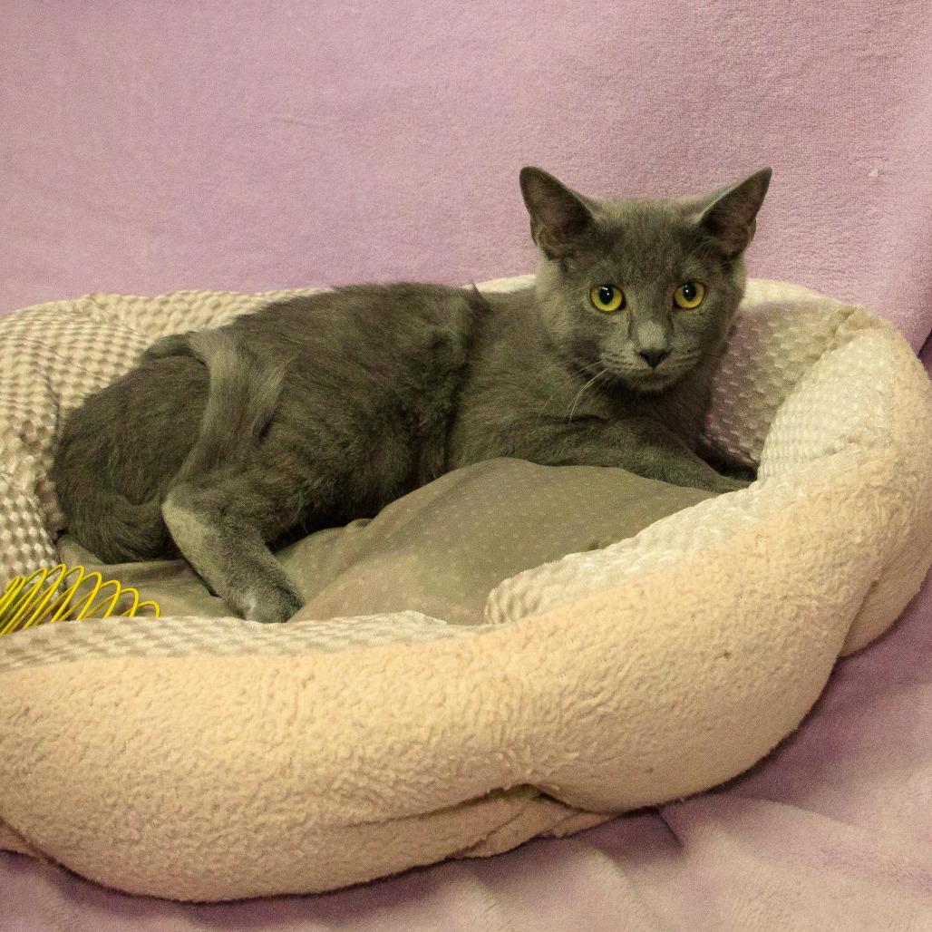 Enlarge Cramer, a Adoptable Domestic Short Hair in Versailles, KY image 1/2