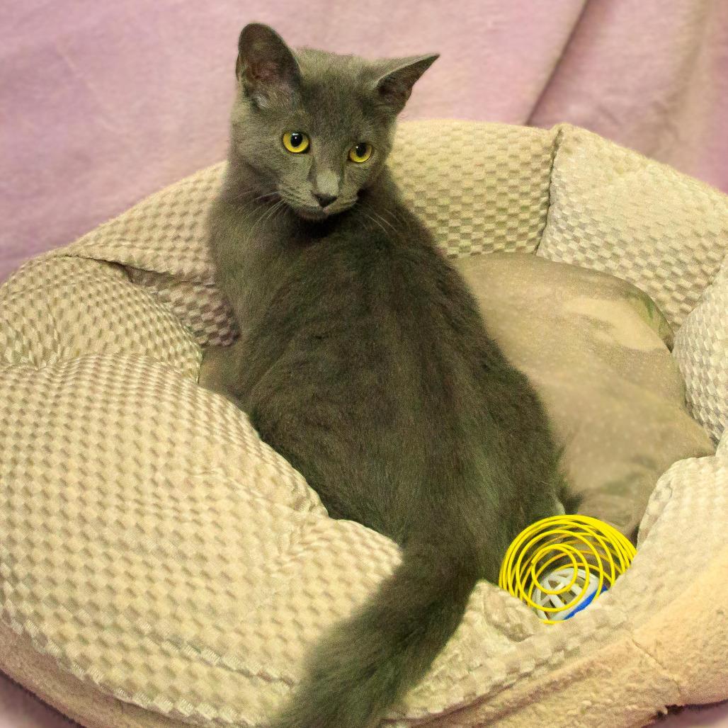 Enlarge Cramer, a Adoptable Domestic Short Hair in Versailles, KY image 2/2