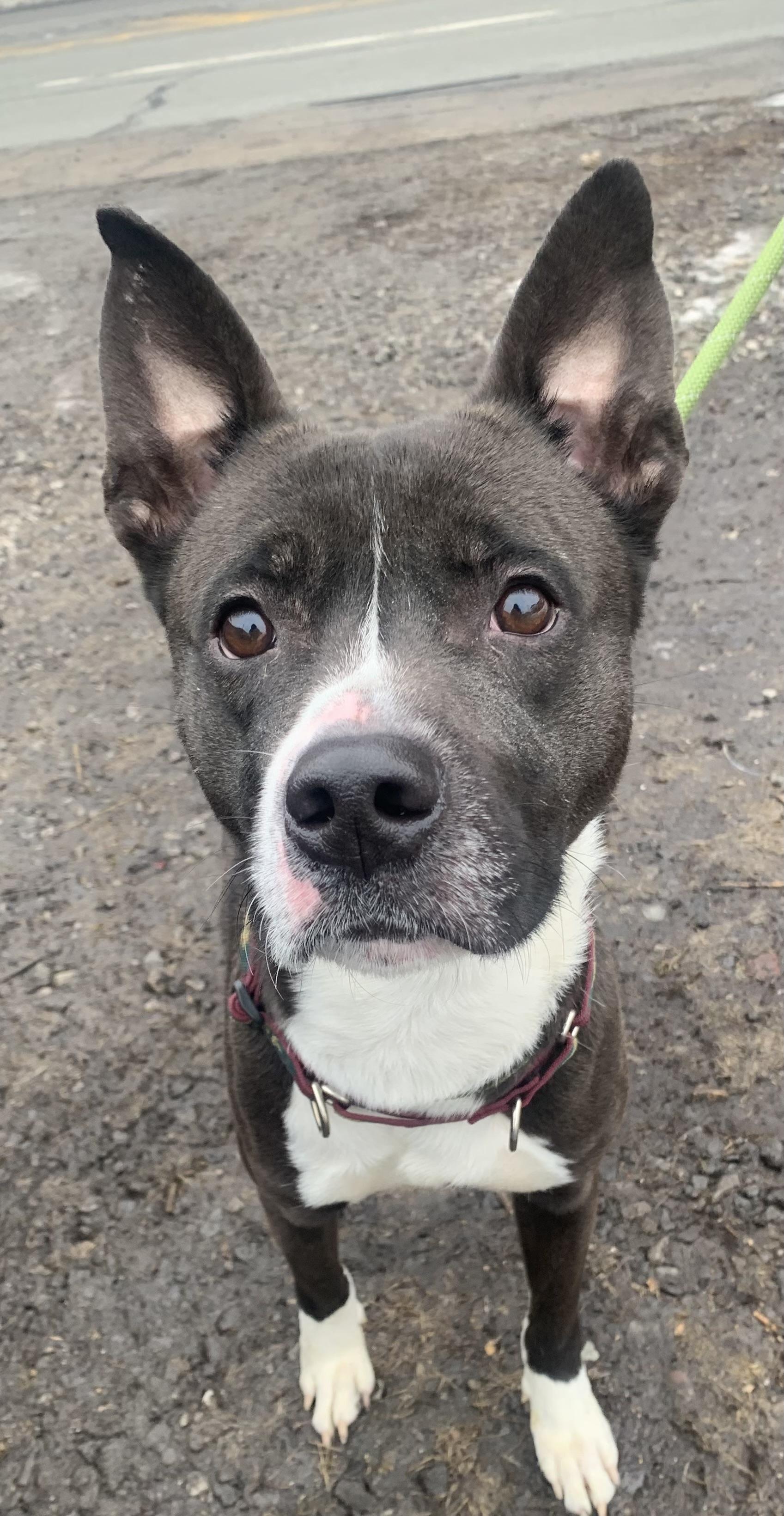 Griffin, a ADOPTABLE Mixed Breed in McKeesport, PA image 3/5