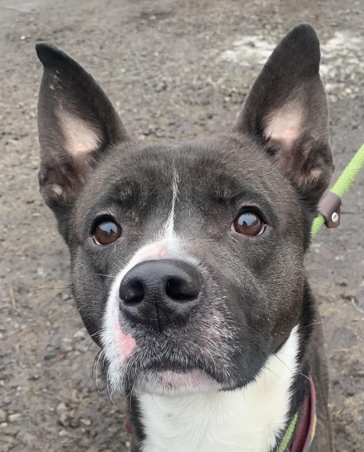 Griffin, ADOPTABLE, Adult Male Mixed Breed.