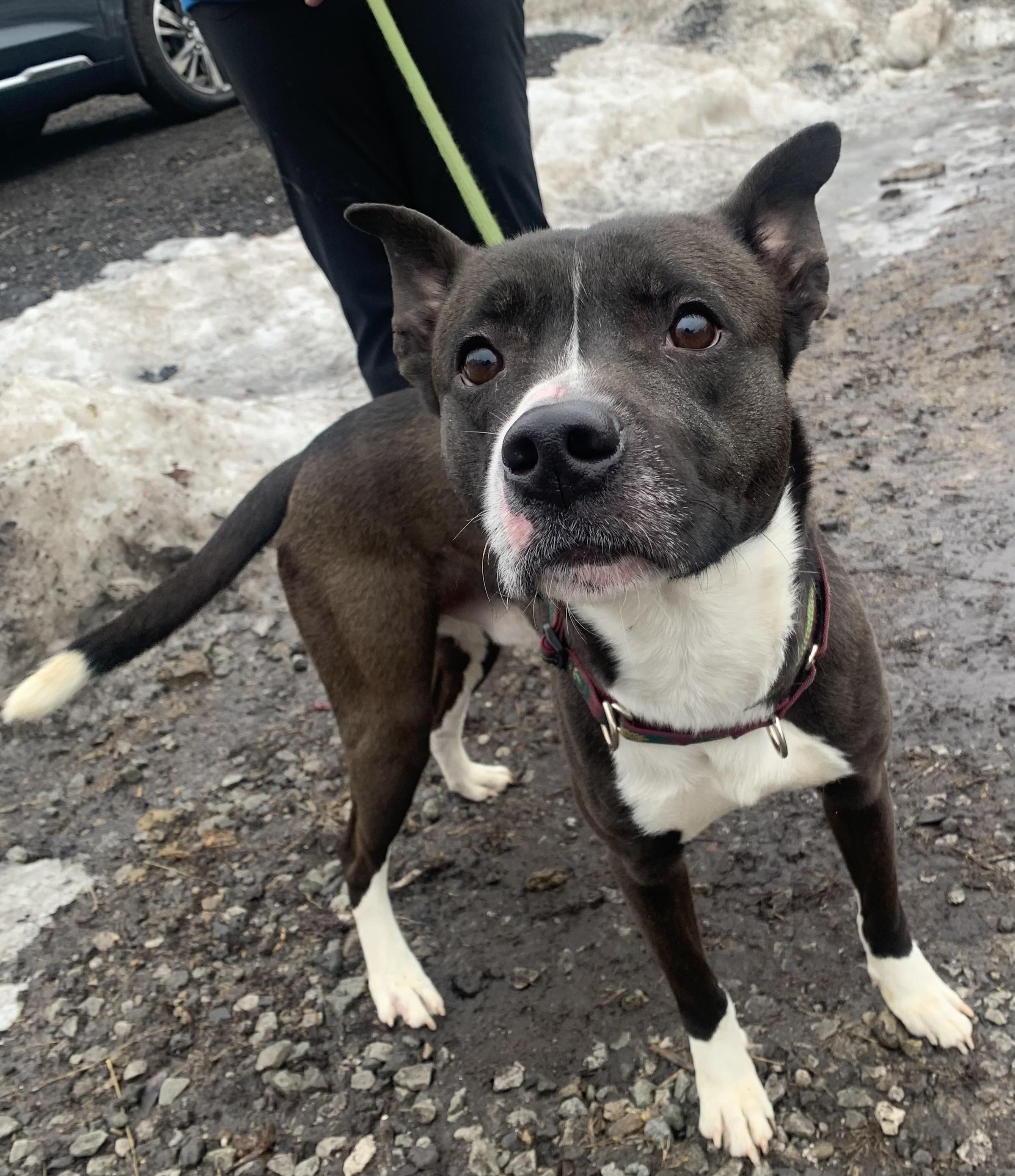 Griffin, a ADOPTABLE Mixed Breed in McKeesport, PA image 2/5