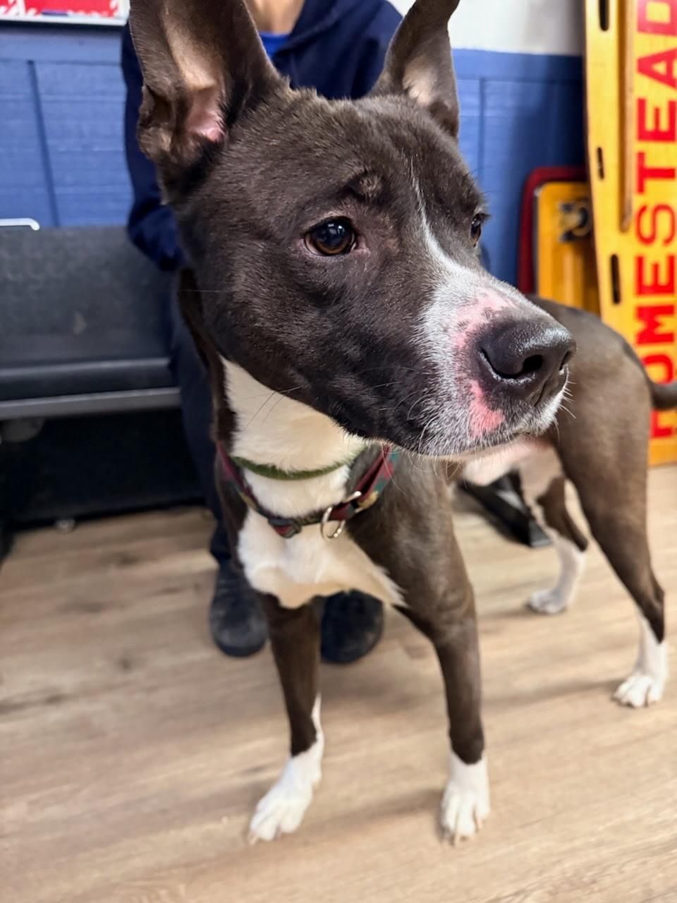 Griffin — thumbnail 3