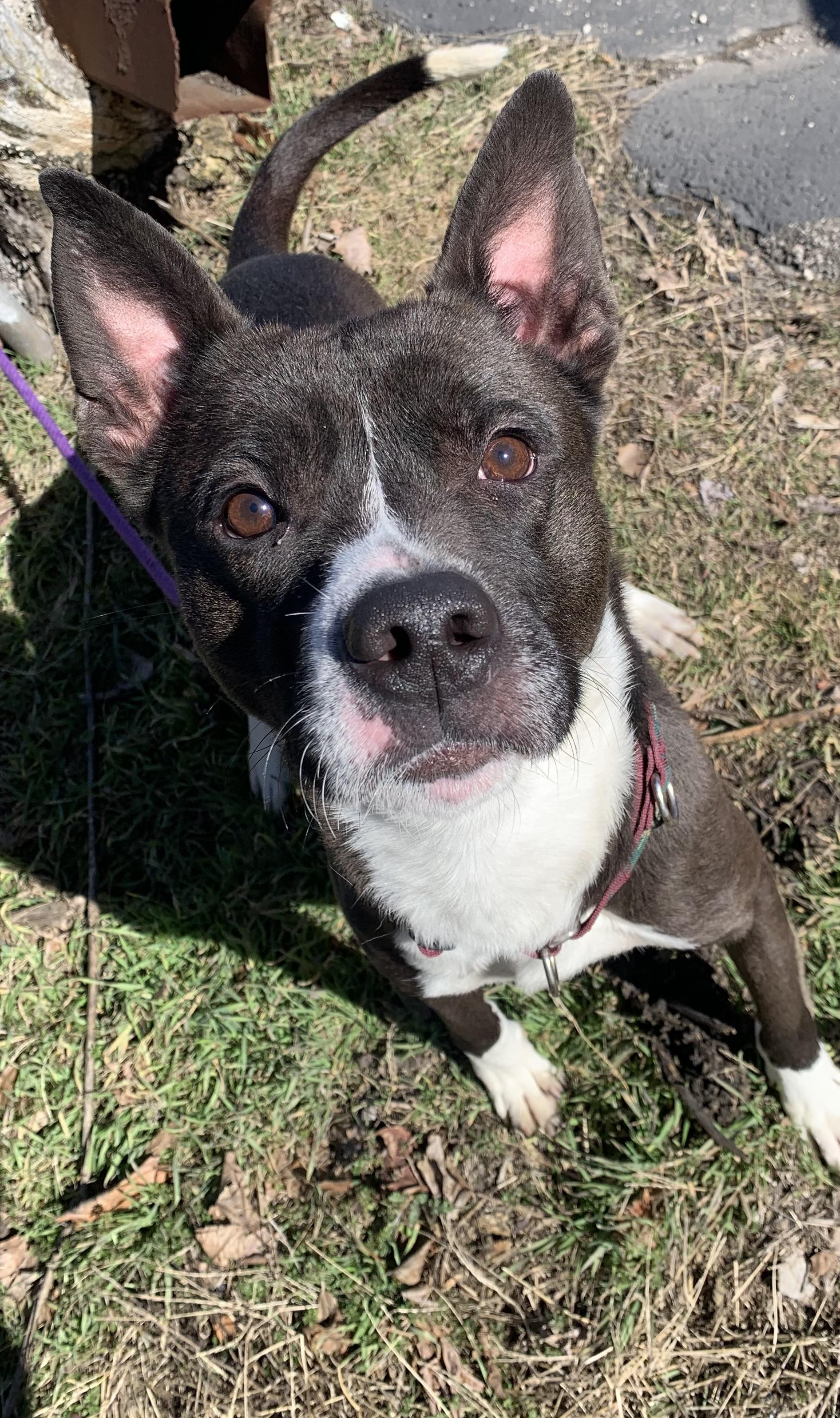 Griffin, ADOPTABLE, Adult Male Mixed Breed.