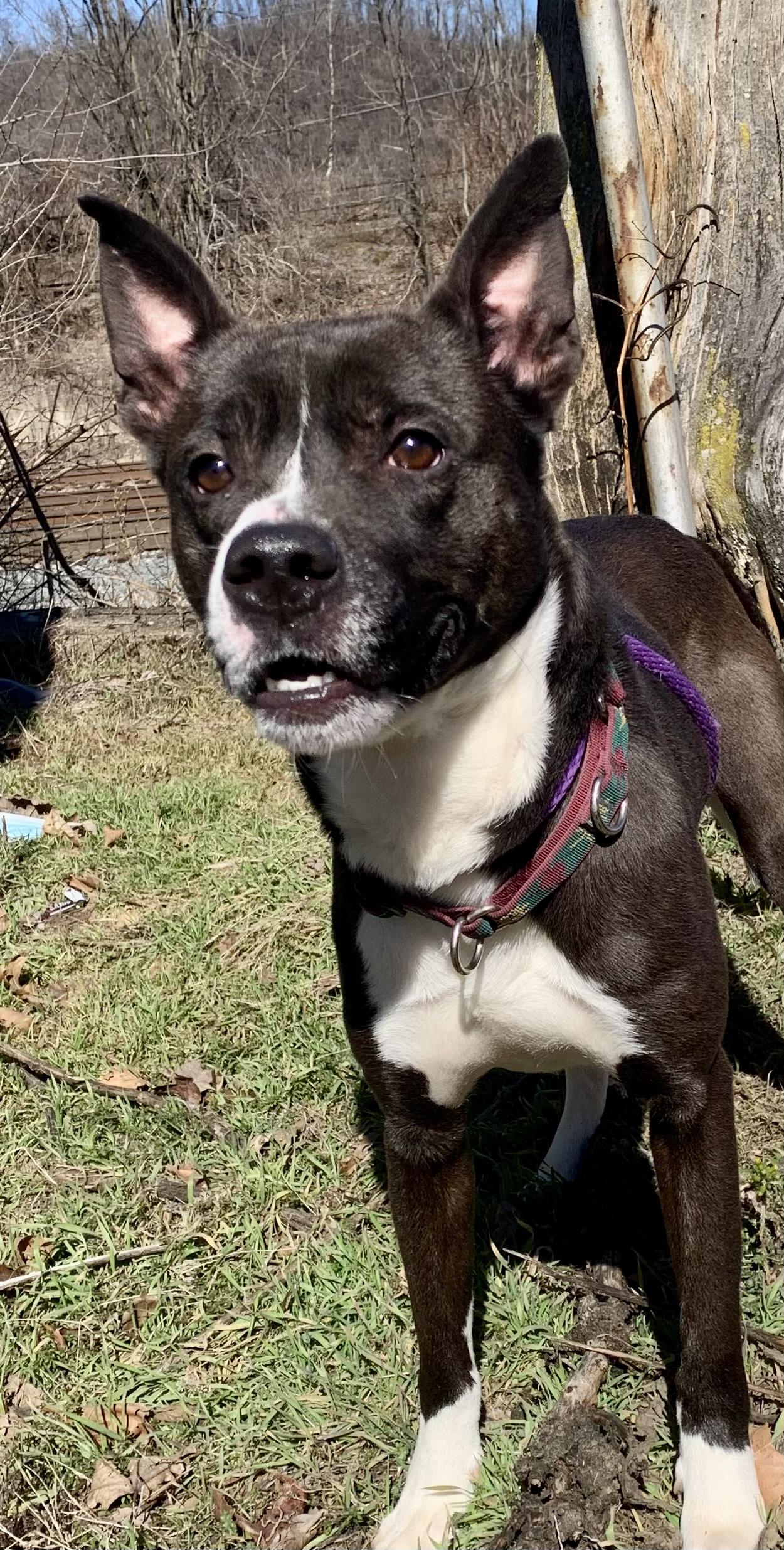 Enlarge Griffin, an adopted Mixed Breed in McKeesport, PA image 5/6