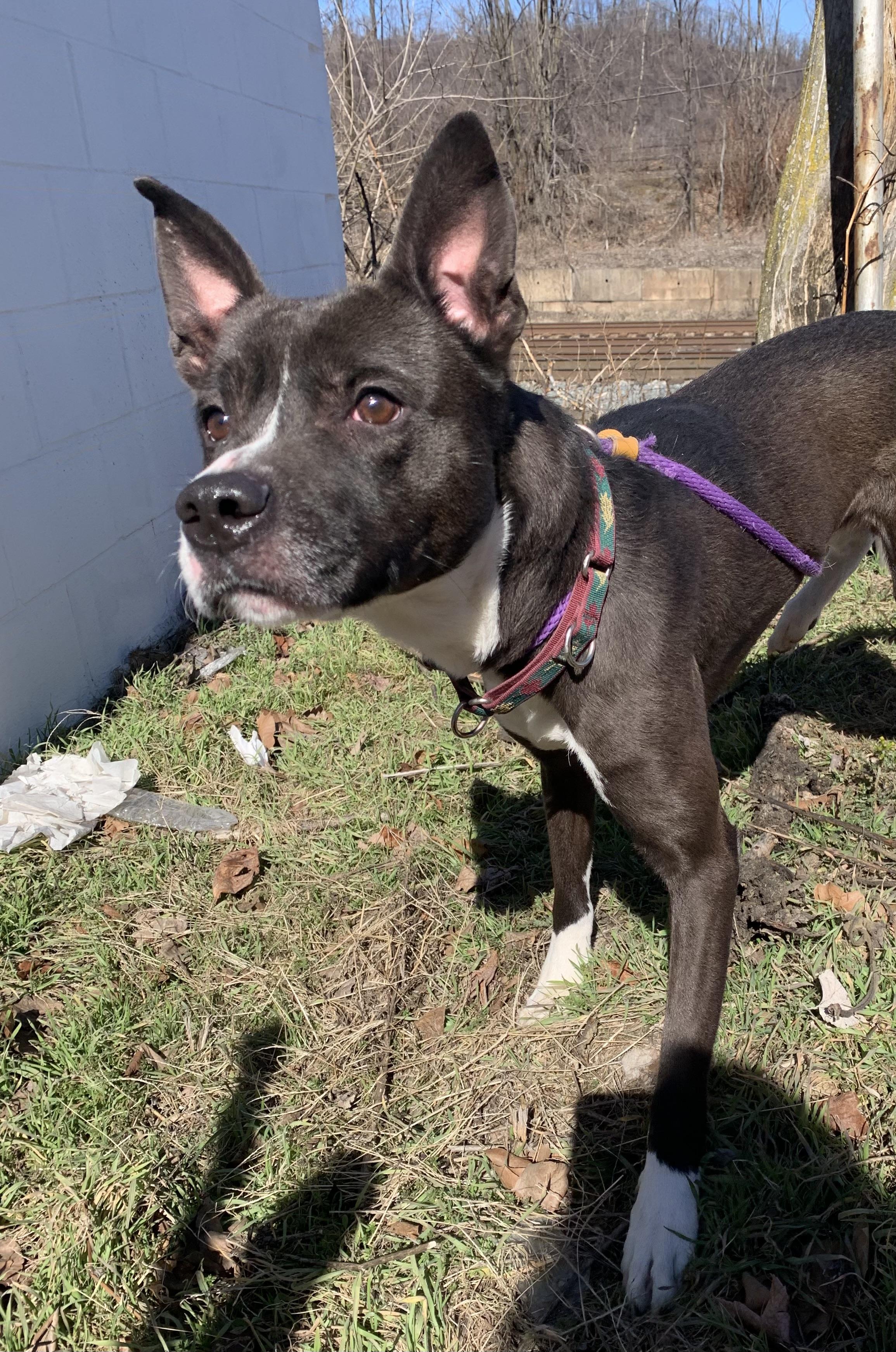Enlarge Griffin, an adopted Mixed Breed in McKeesport, PA image 6/6