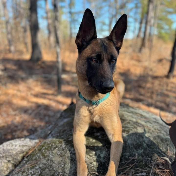 Diva, Adoptable, Adult Female Belgian Shepherd / Malinois.