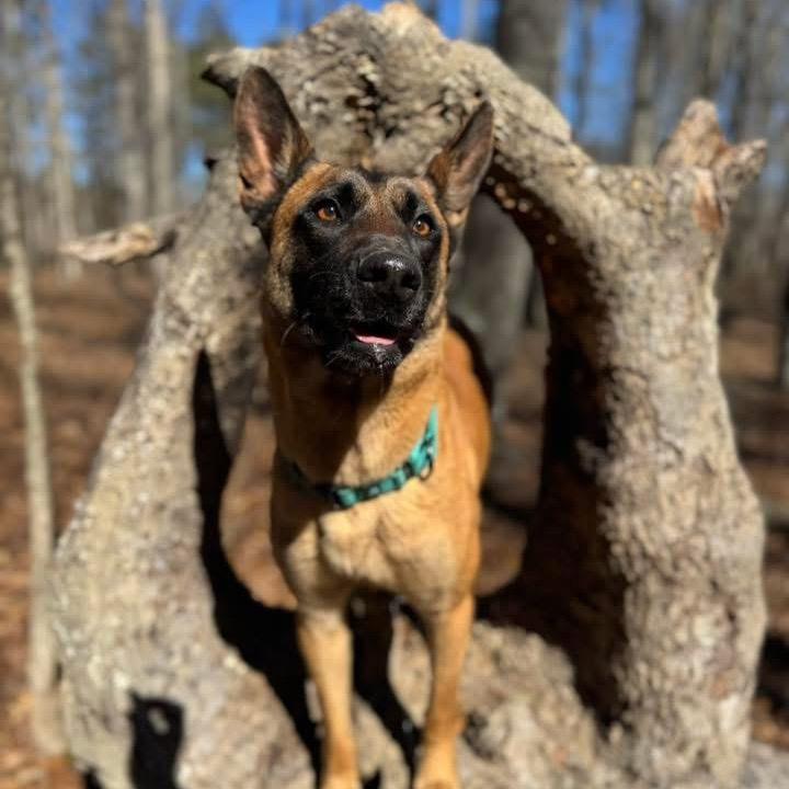 Enlarge Diva, a Adoptable Belgian Shepherd / Malinois in Griffin, GA image 3/4