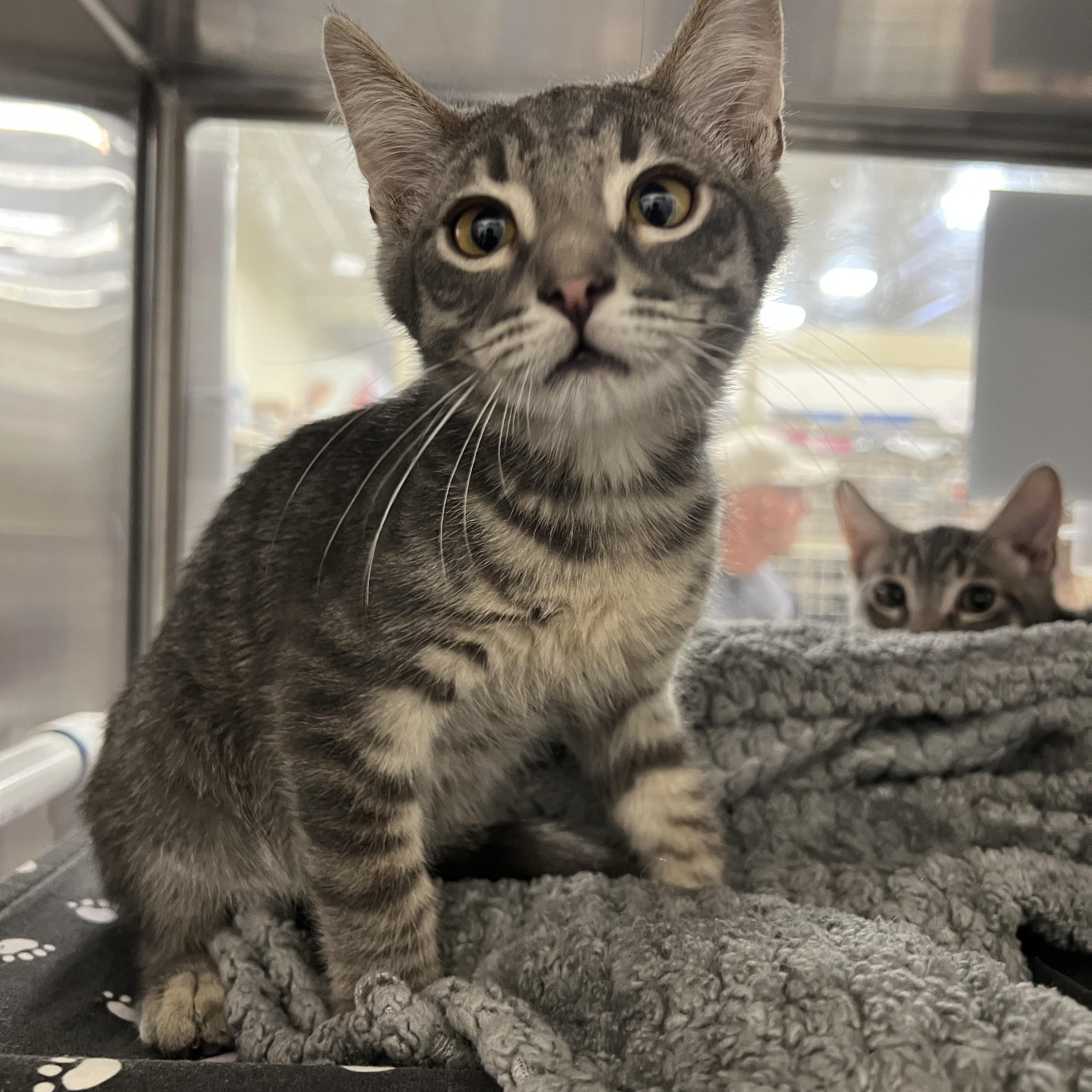 Linguini, Adoptable, Kitten Male Tabby.