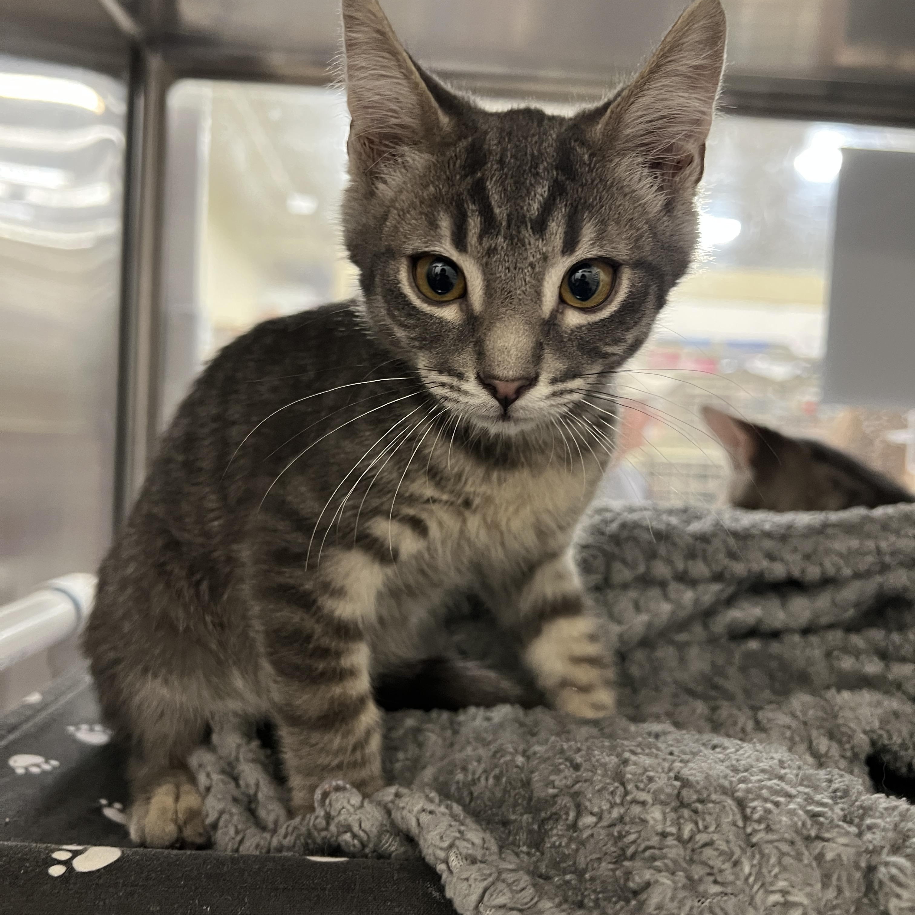 Linguini, a Adoptable Tabby in Tracy, CA image 2/2
