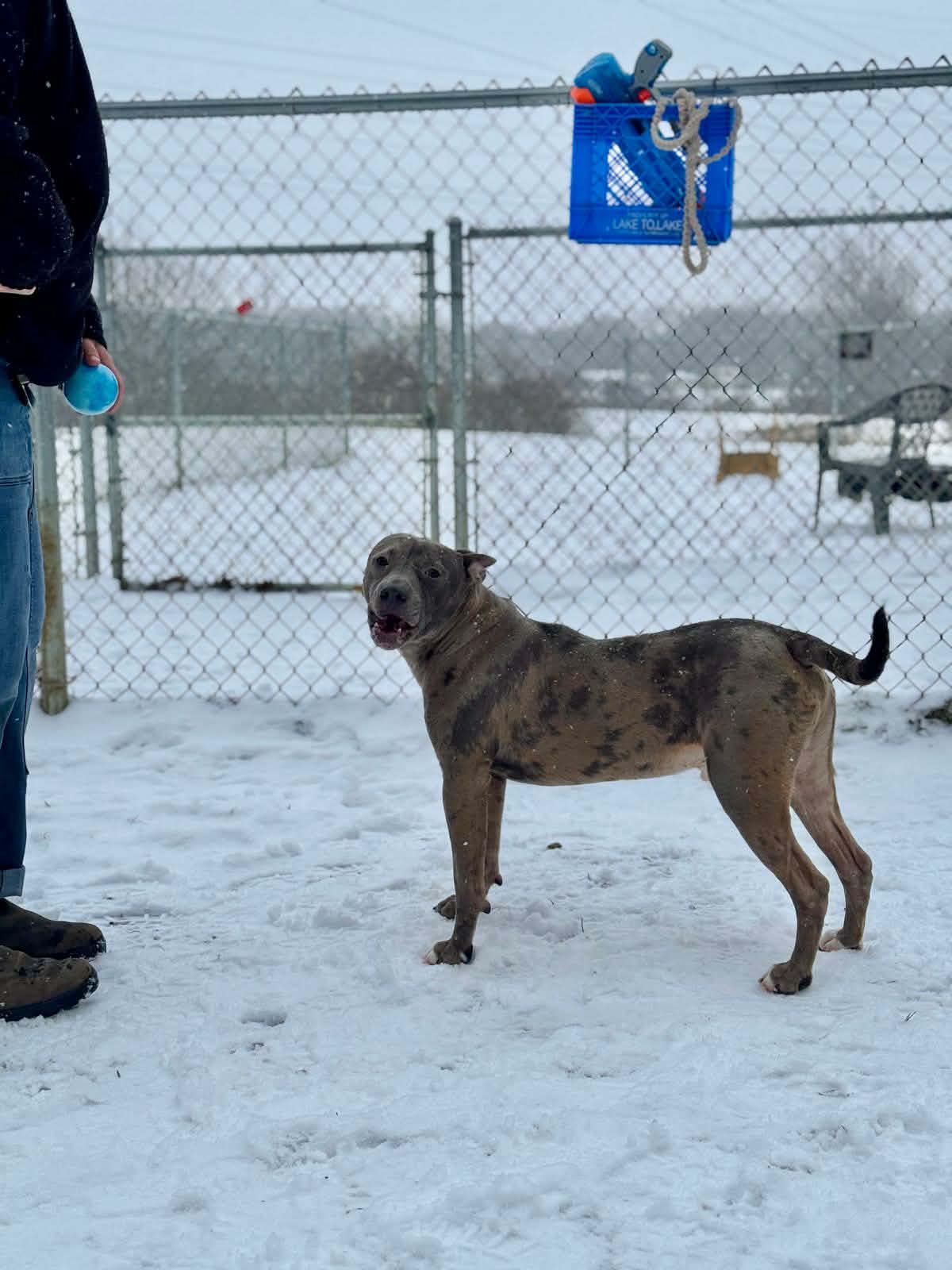 Dolo, a ADOPTABLE Mixed Breed in Benton Harbor, MI image 4/6