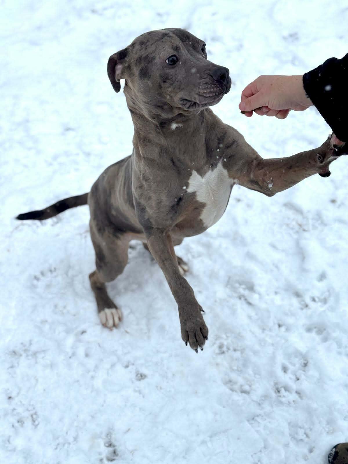 Dolo, a ADOPTABLE Mixed Breed in Benton Harbor, MI image 6/6