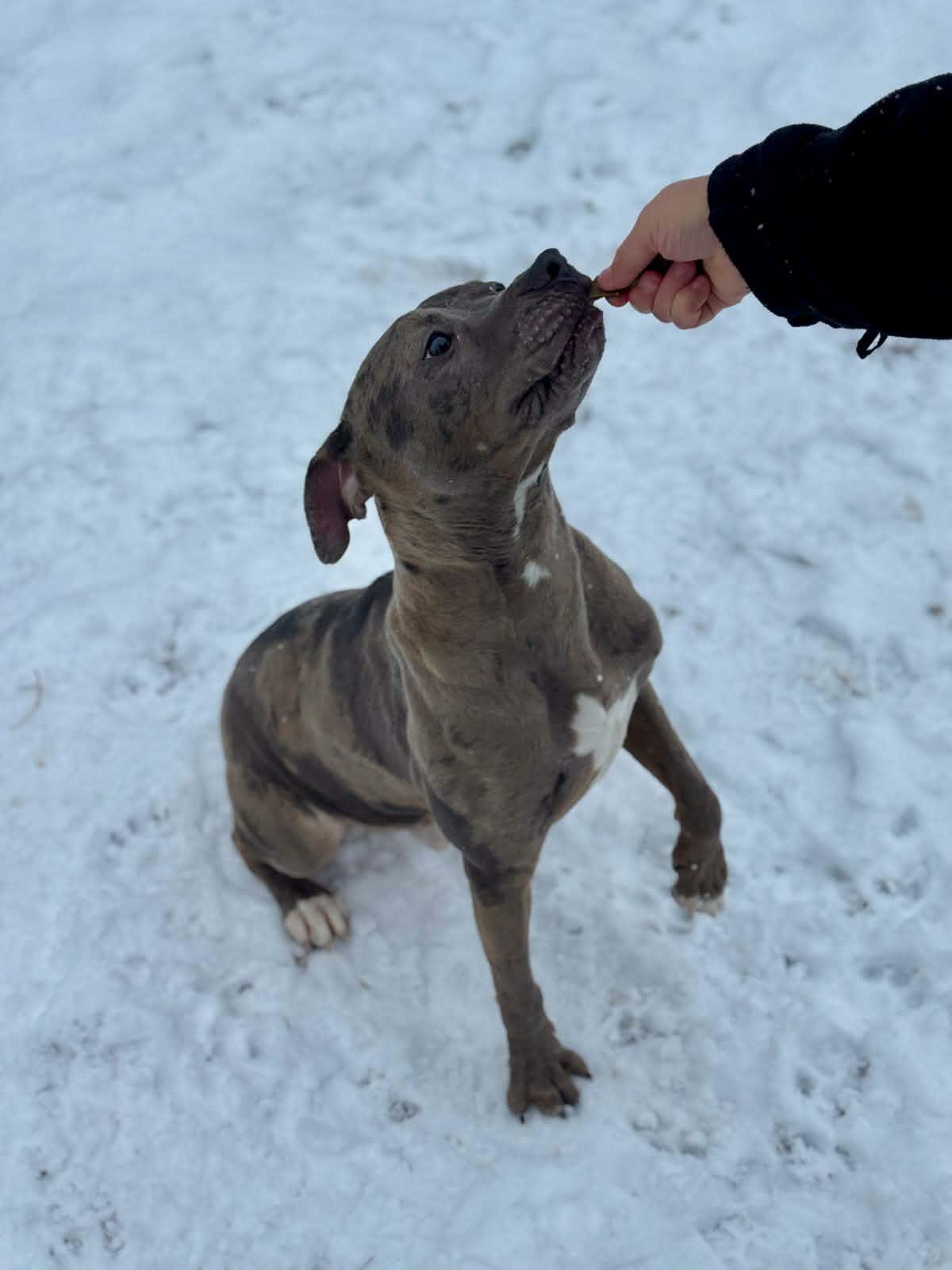 Dolo, a ADOPTABLE Mixed Breed in Benton Harbor, MI image 5/6