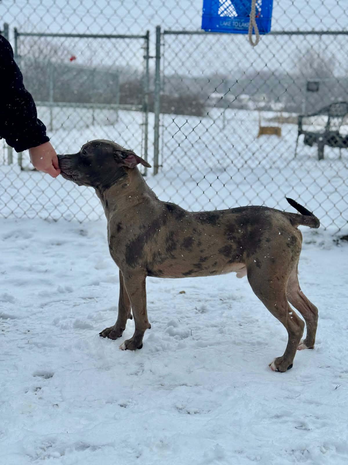 Dolo, a ADOPTABLE Mixed Breed in Benton Harbor, MI image 3/6