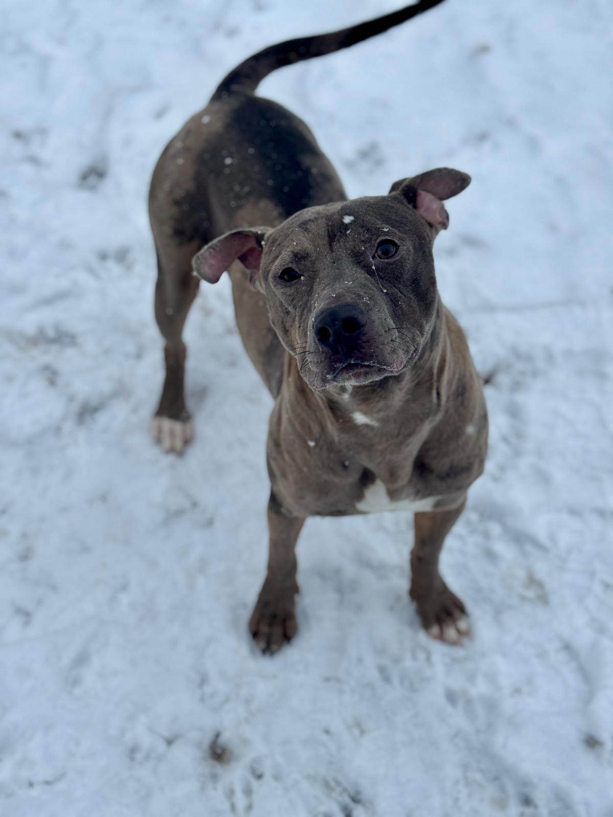 Dolo, a ADOPTABLE Mixed Breed in Benton Harbor, MI image 2/6