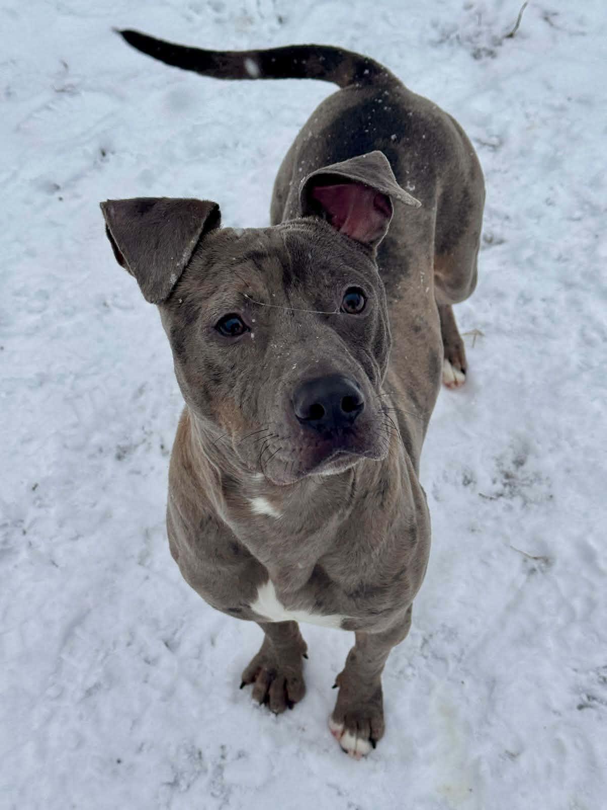 Dolo, a ADOPTABLE Mixed Breed in Benton Harbor, MI image 1/6