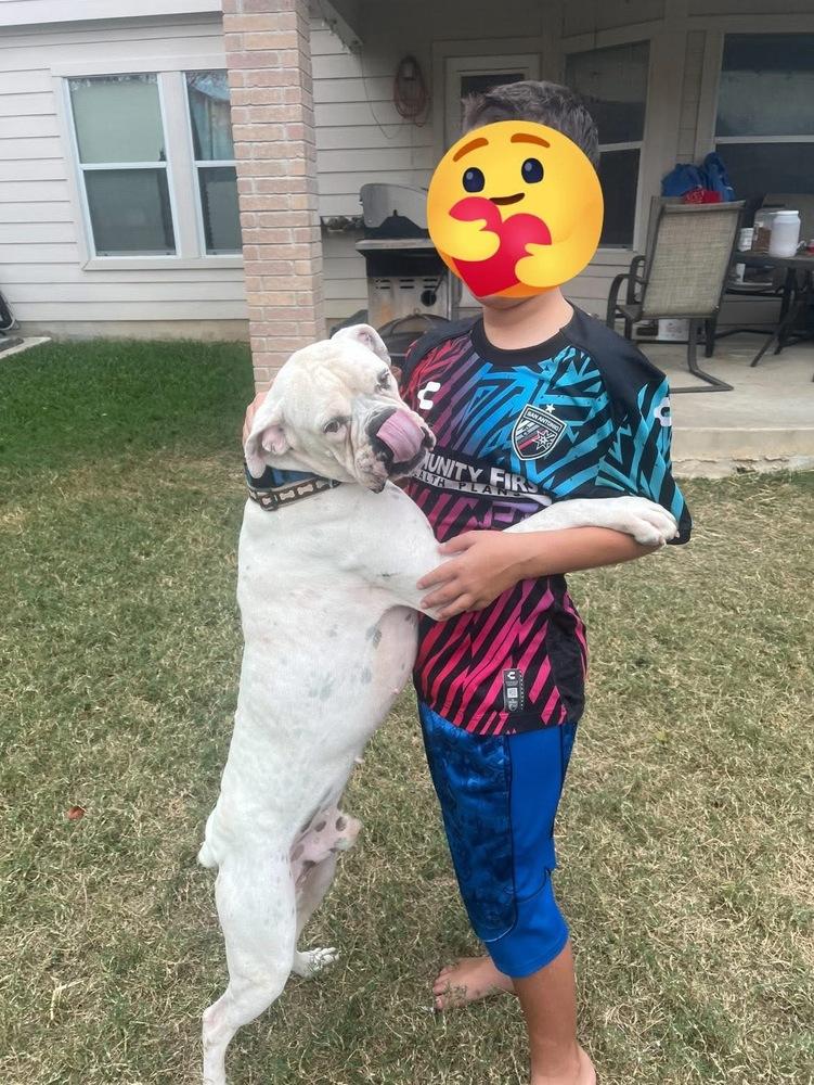 Jip, a Adoptable Boxer in Hewitt, TX image 1/6