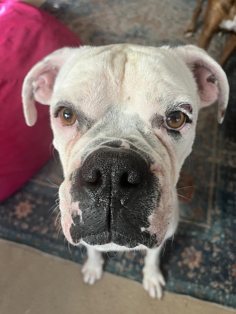 Jip, a Adoptable Boxer in Hewitt, TX image 2/6