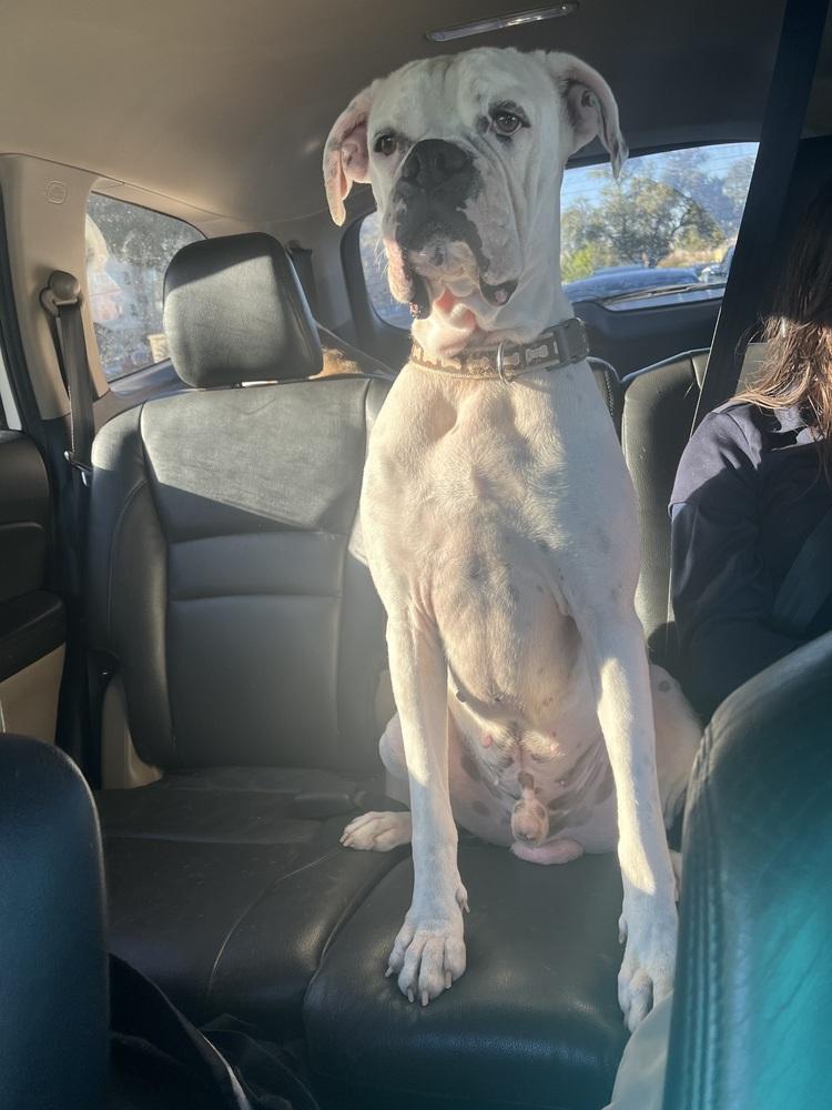 Jip, a Adoptable Boxer in Hewitt, TX image 3/6