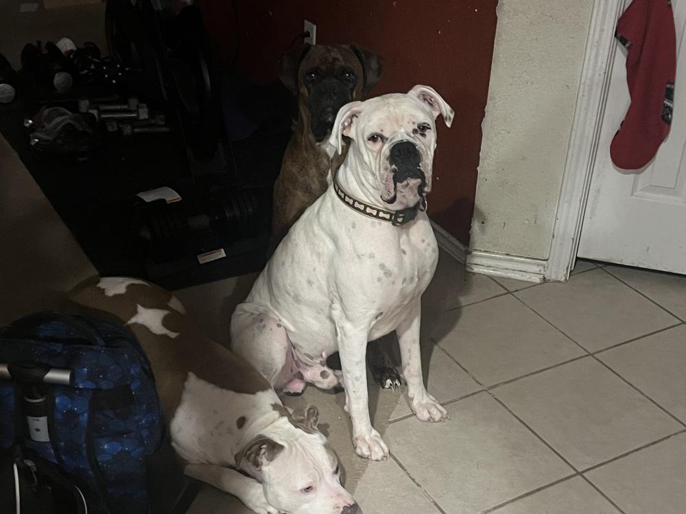 Jip, a Adoptable Boxer in Hewitt, TX image 5/6