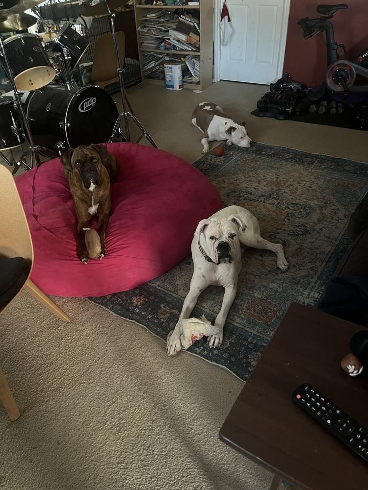 Jip, a Adoptable Boxer in Hewitt, TX image 6/6