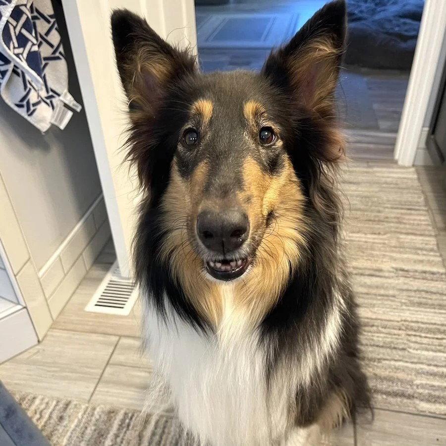 Stevie Nicks-adoption pending, Adoptable, Adult Female Collie.