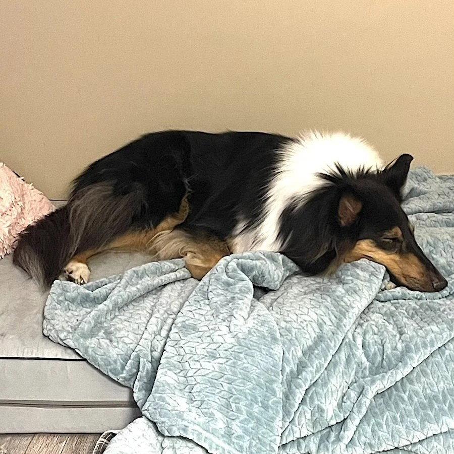 Stevie Nicks-adoption pending, a Adoptable Collie in Dublin, OH image 2/2