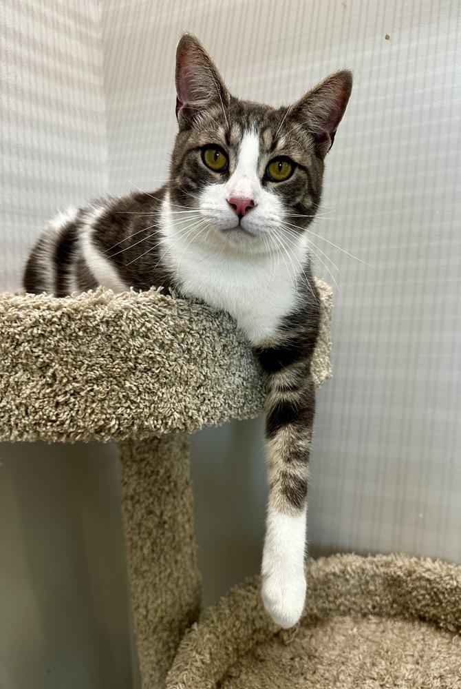 Levi, Adoptable, Young Male Domestic Short Hair.