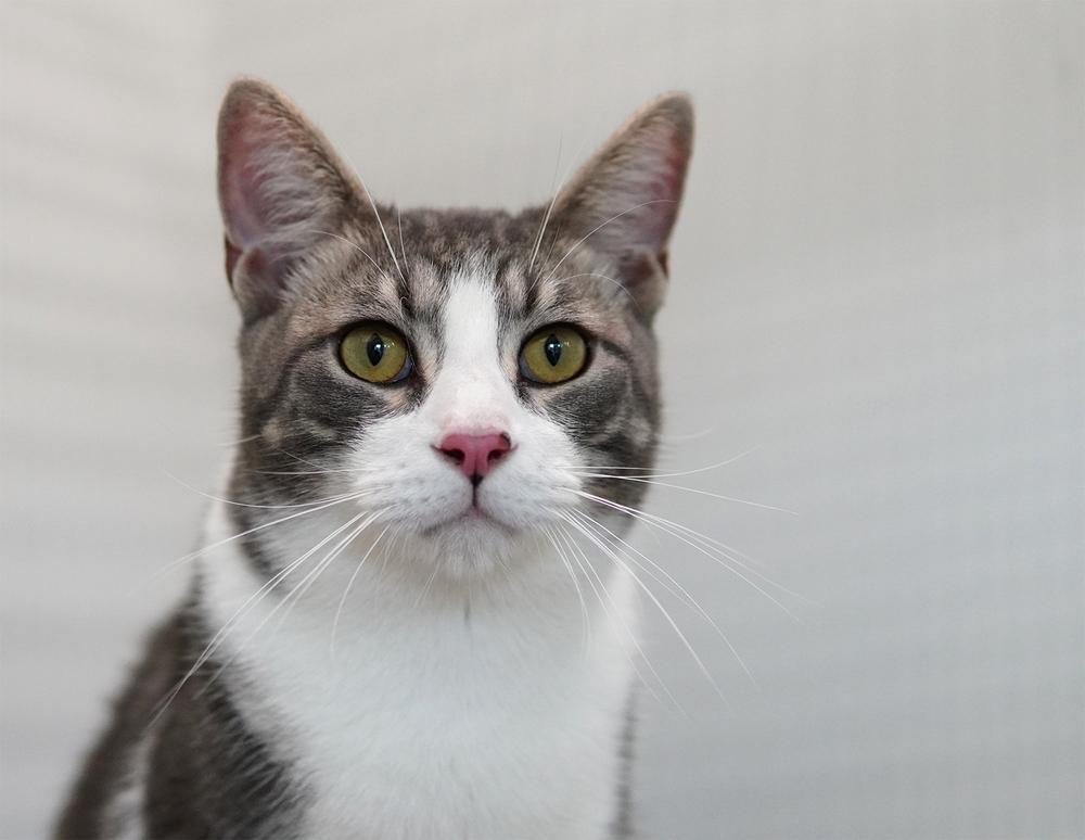 Enlarge Levi, a Adoptable Domestic Short Hair in Wellington, FL image 2/4