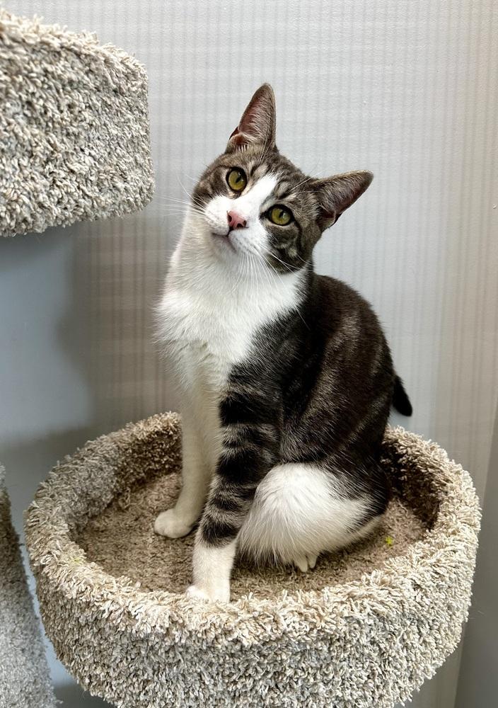 Enlarge Levi, a Adoptable Domestic Short Hair in Wellington, FL image 3/4