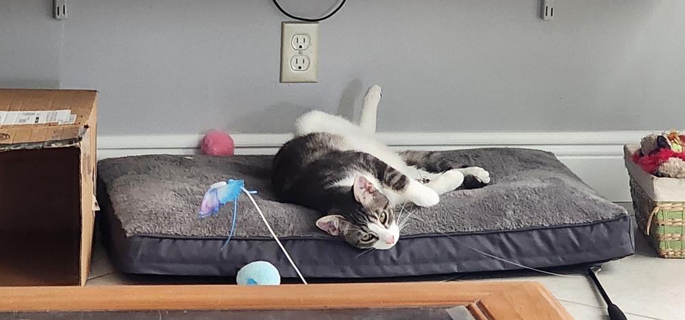 Enlarge Levi, a Adoptable Domestic Short Hair in Wellington, FL image 1/1