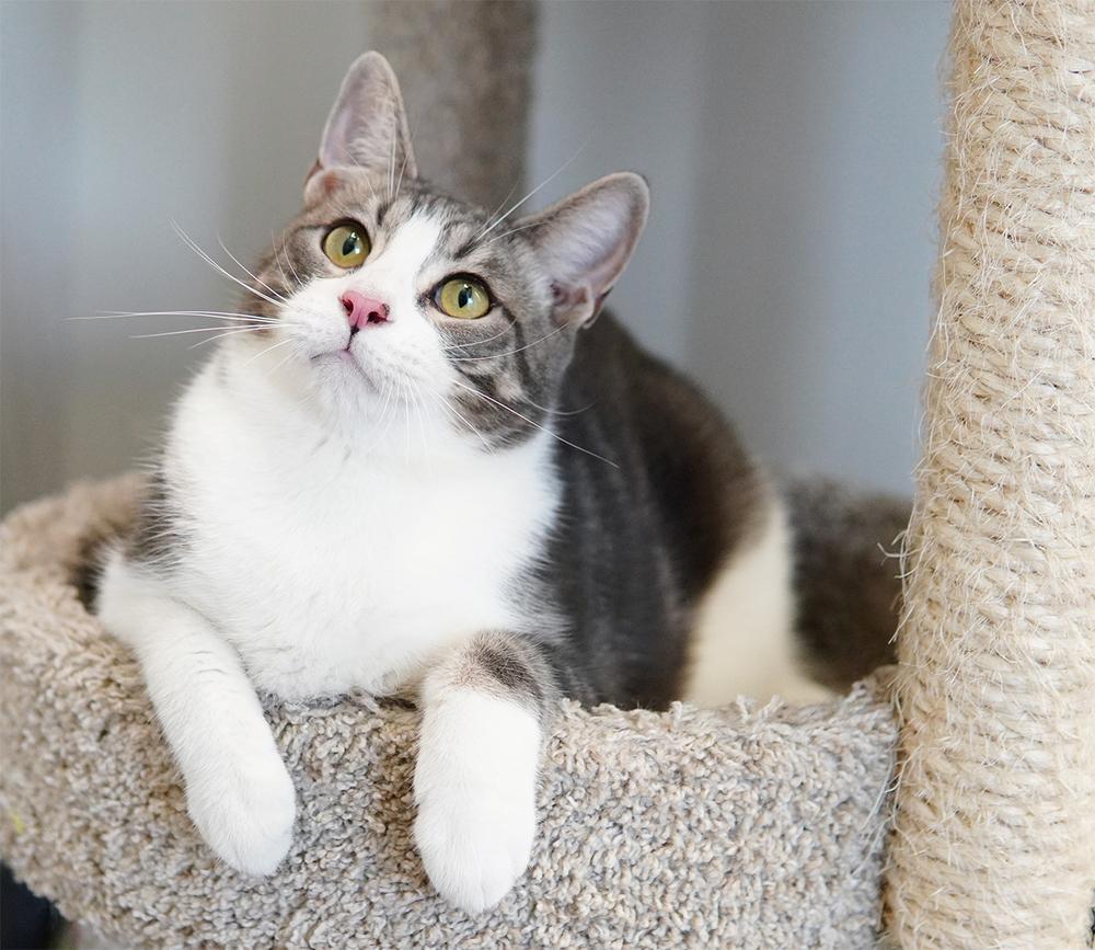 Enlarge Levi, a Adoptable Domestic Short Hair in Wellington, FL image 4/4