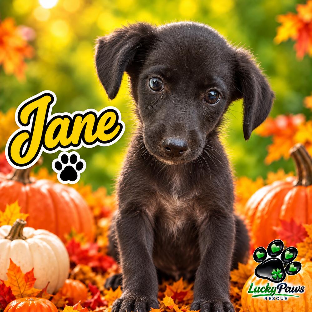 Enlarge Pride & Prejudice Litter - Jane, a Adoptable mixed breed in Sumter, SC image 3/4