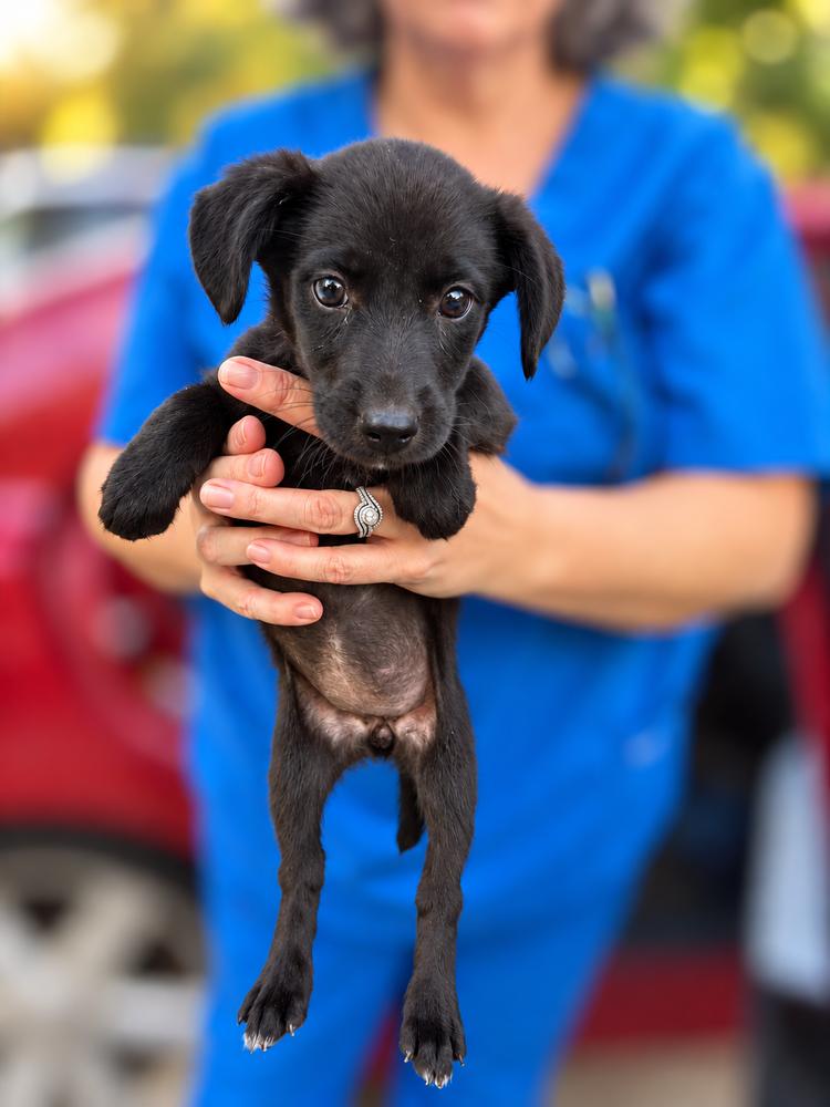 Enlarge Pride & Prejudice Litter - Jane, a Adoptable mixed breed in Sumter, SC image 4/4