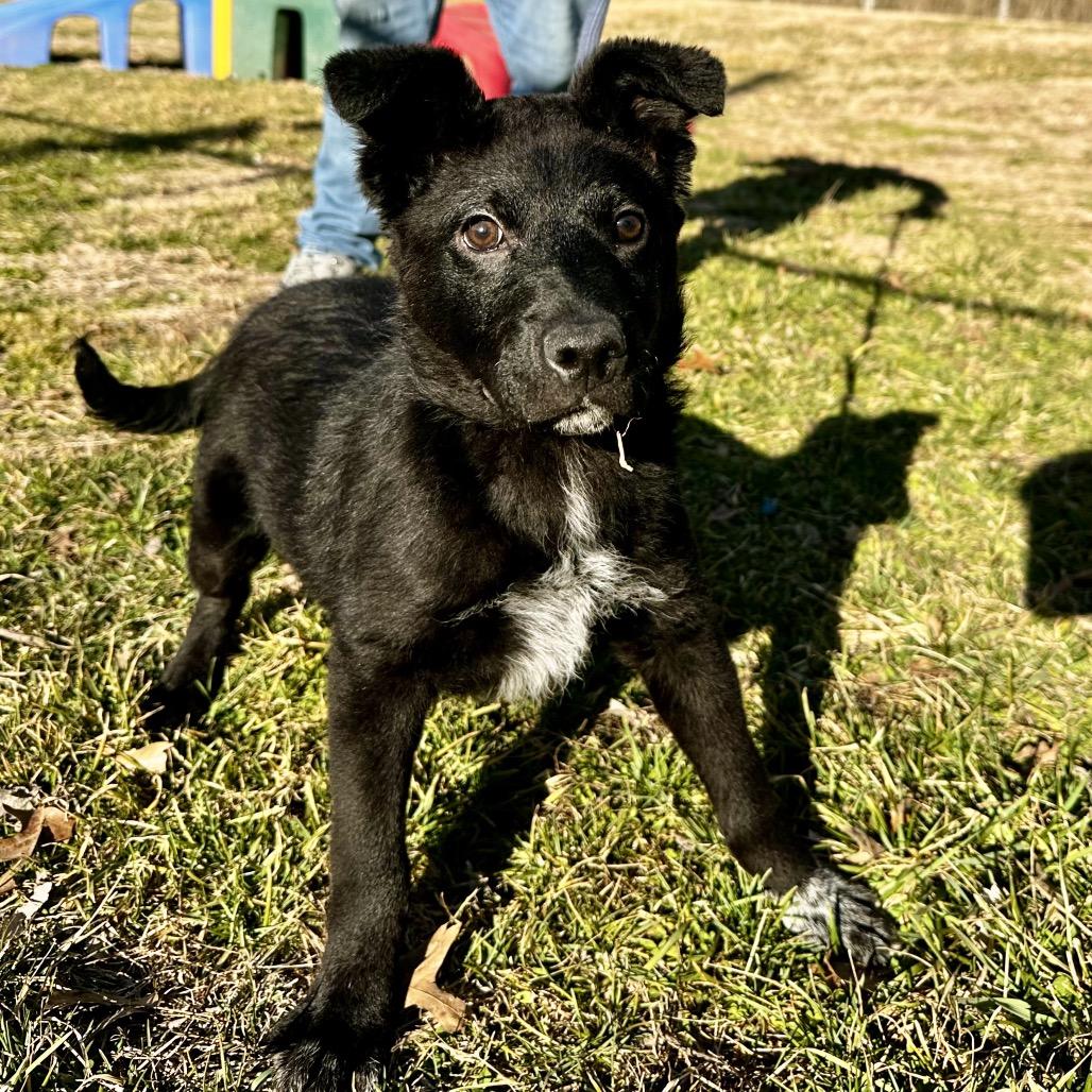 Charmin, Adoptable, Puppy Male Australian Cattle Dog / Blue Heeler & Black Labrador Retriever.