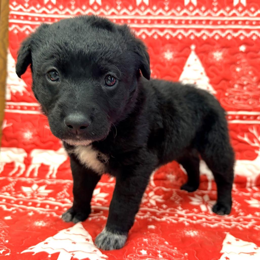 Enlarge Charmin, a Adoptable mixed breed in Warrensburg, MO image 2/3