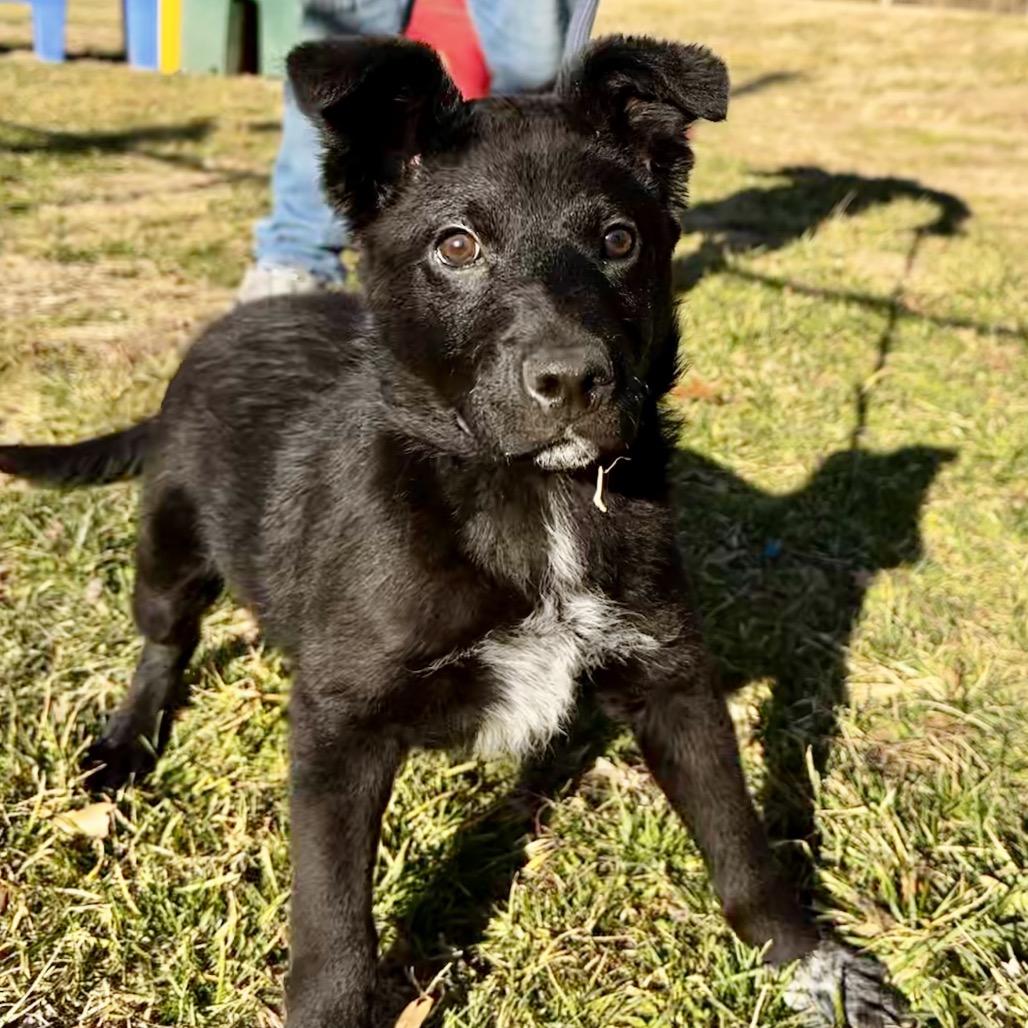 Enlarge Charmin, a Adoptable mixed breed in Warrensburg, MO image 3/3