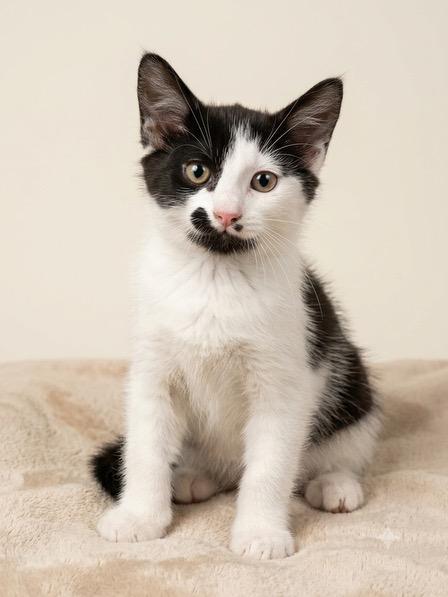 Janet (Meet me 8/15), a Adoptable mixed breed in Gainesville, VA image 3/6