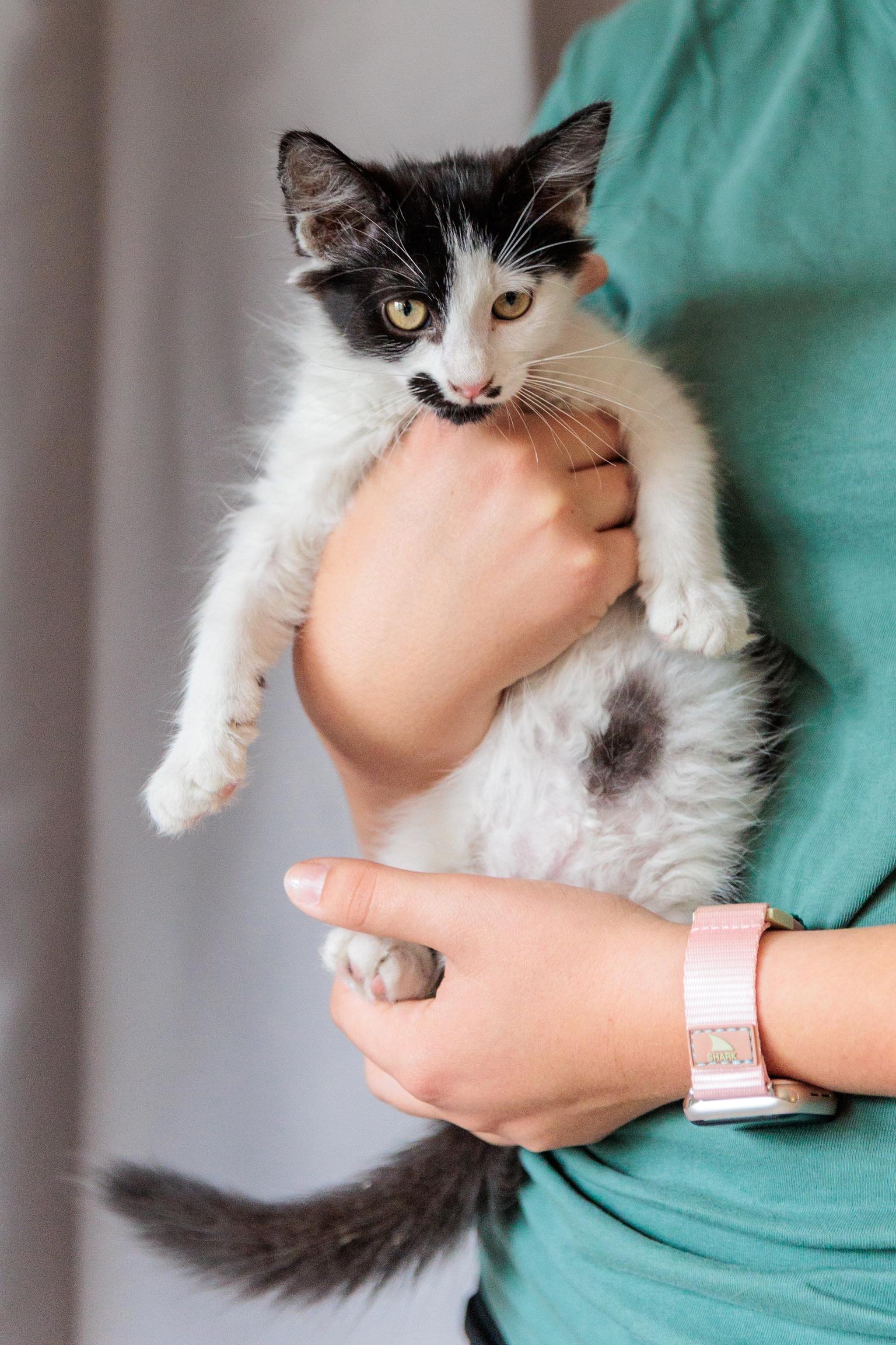 Janet (Meet me 8/15), Adoptable, Kitten Female Domestic Medium Hair.