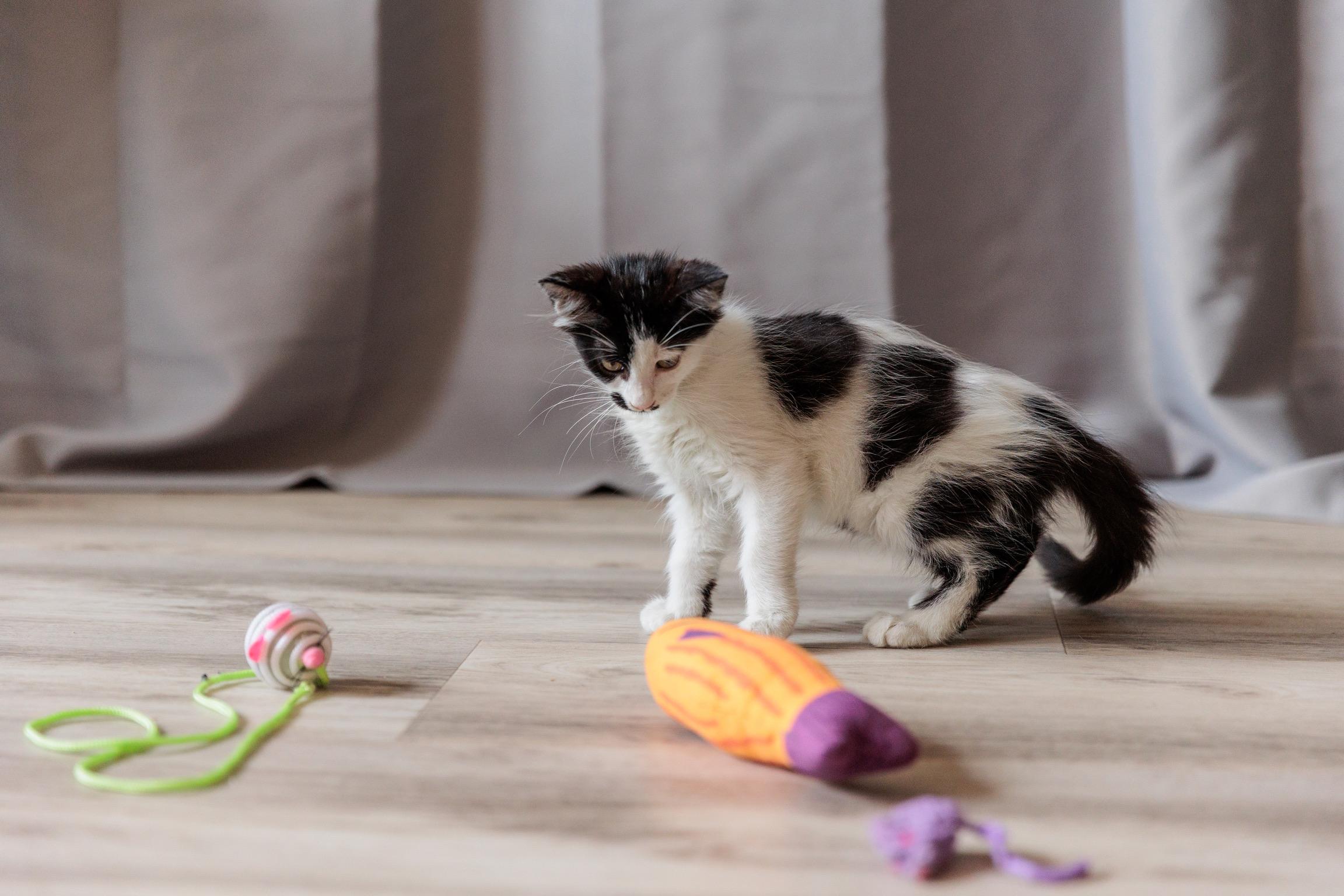 Janet (Meet me 8/15), a Adoptable mixed breed in Gainesville, VA image 5/6
