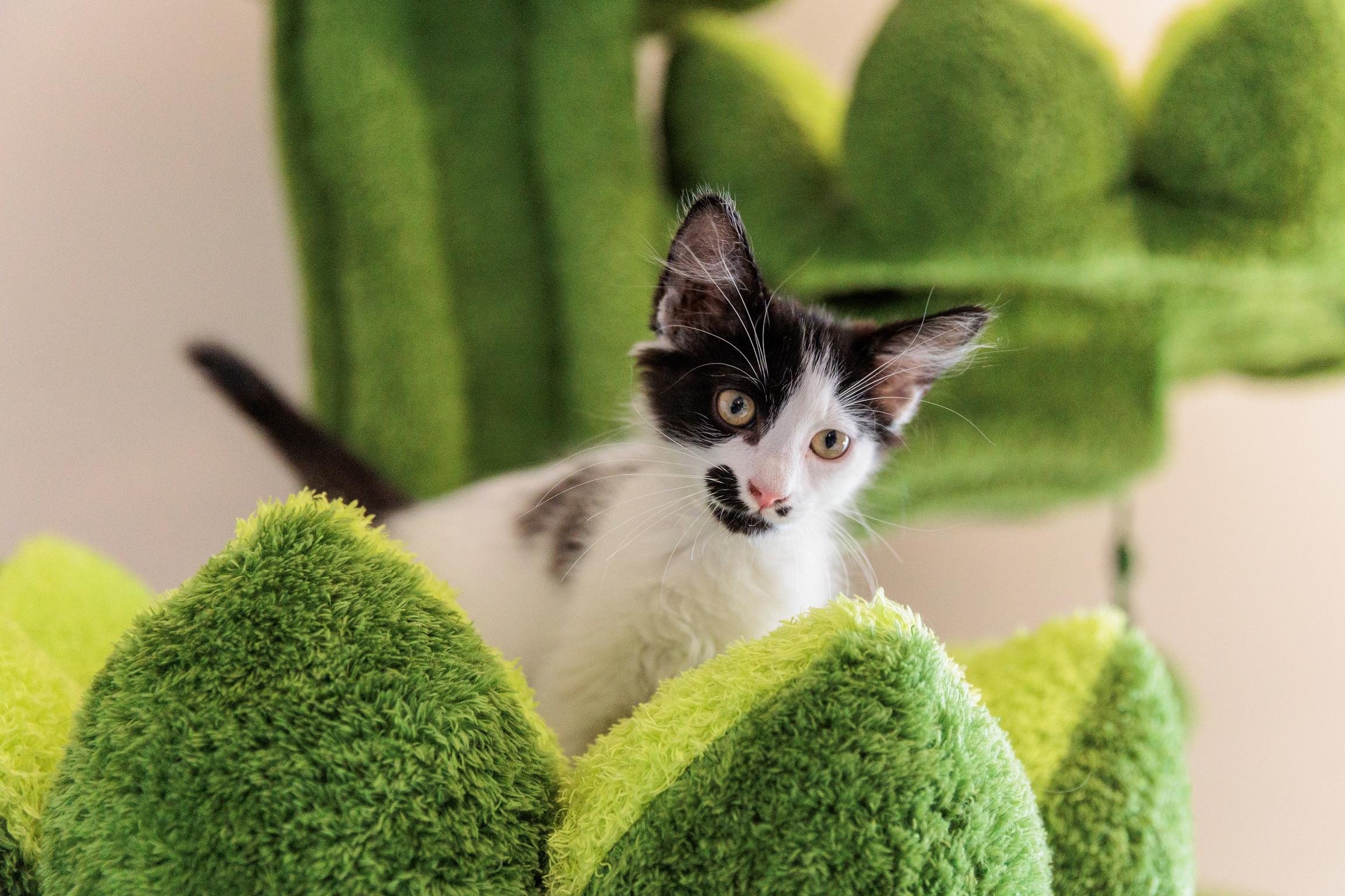 Janet (Meet me 8/15), a Adoptable mixed breed in Gainesville, VA image 4/6