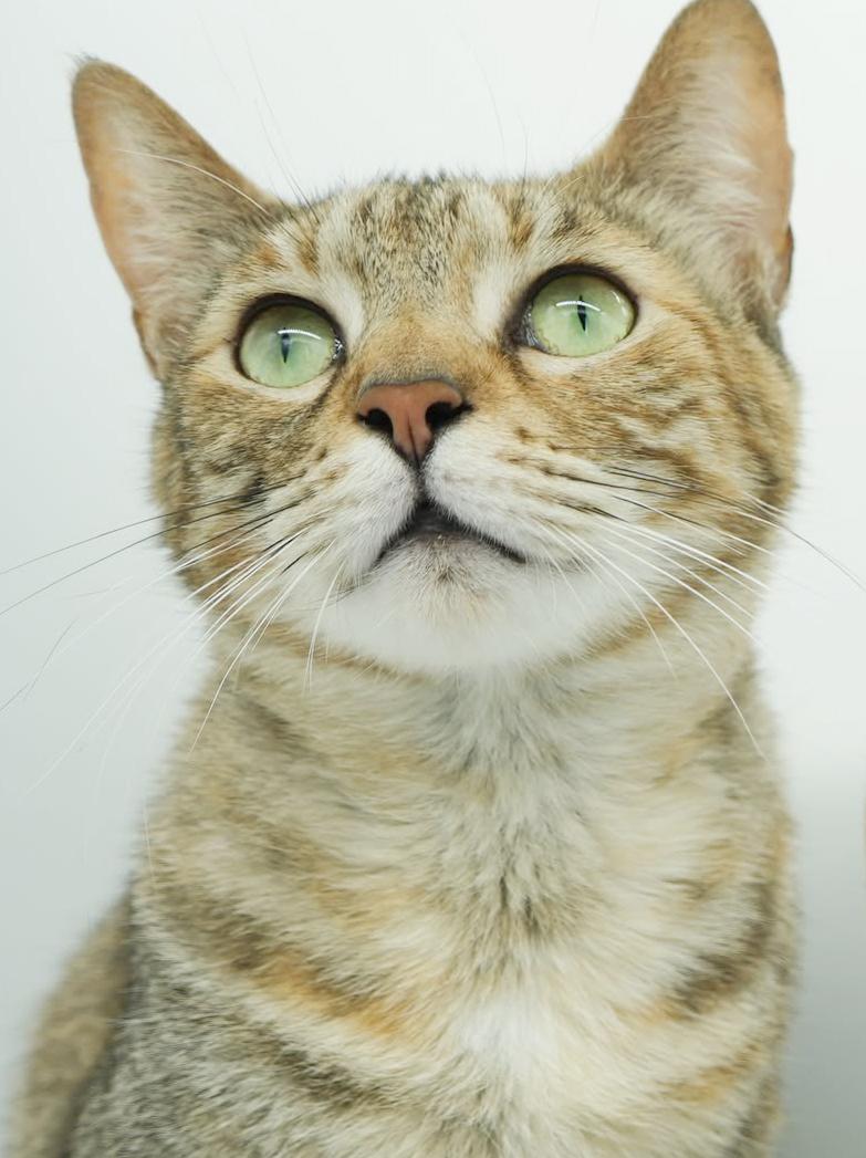 Enlarge Arya and Sansa!  BONDED THERAPY LOVER SISTERS!  VIDEO!!, a Adoptable mixed breed in Bedford Hills, NY image 4/6