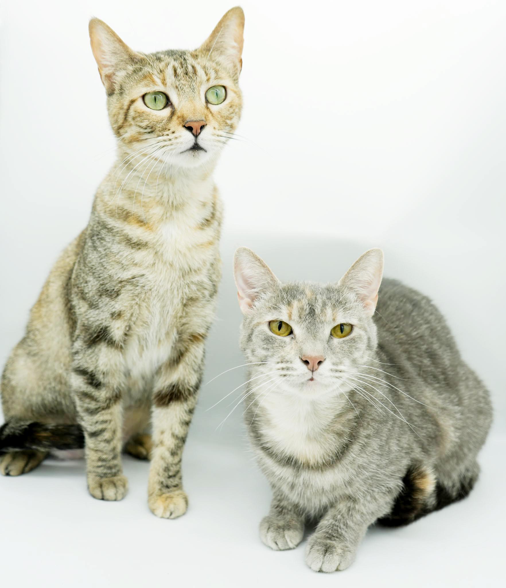 Enlarge Arya and Sansa!  BONDED THERAPY LOVER SISTERS!  VIDEO!!, a Adoptable mixed breed in Bedford Hills, NY image 2/6