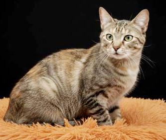 Enlarge Arya and Sansa!  BONDED THERAPY LOVER SISTERS!  VIDEO!!, a Adoptable mixed breed in Bedford Hills, NY image 1/6