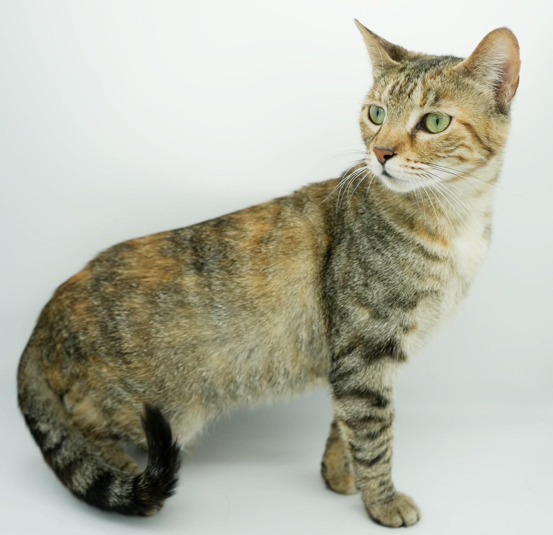 Enlarge Arya and Sansa!  BONDED THERAPY LOVER SISTERS!  VIDEO!!, a Adoptable mixed breed in Bedford Hills, NY image 5/6